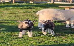 Goats livestock for sale: Pygmy x kids  - Image 2