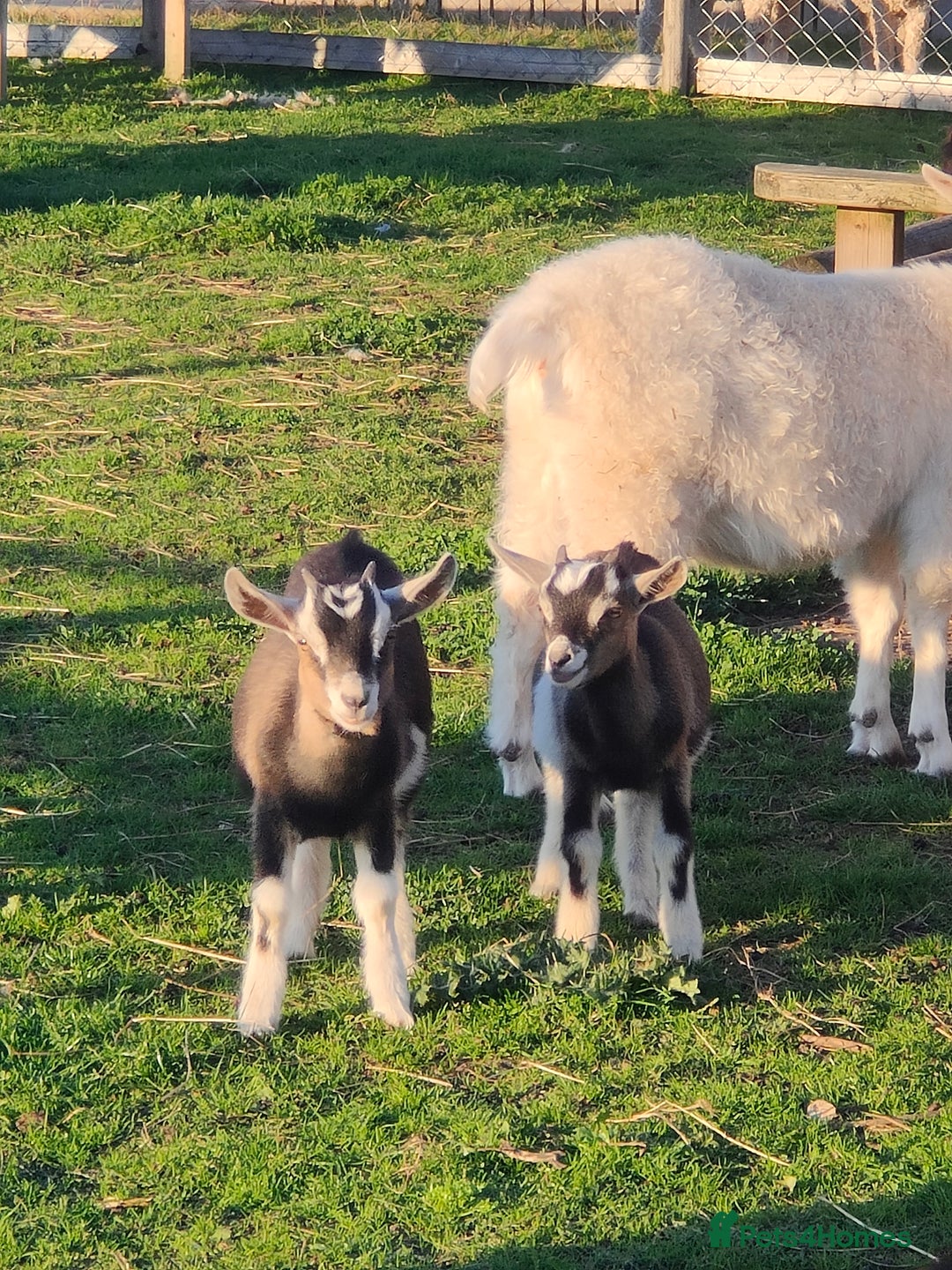 Goats livestock for sale: Pygmy x kids  - Image 2