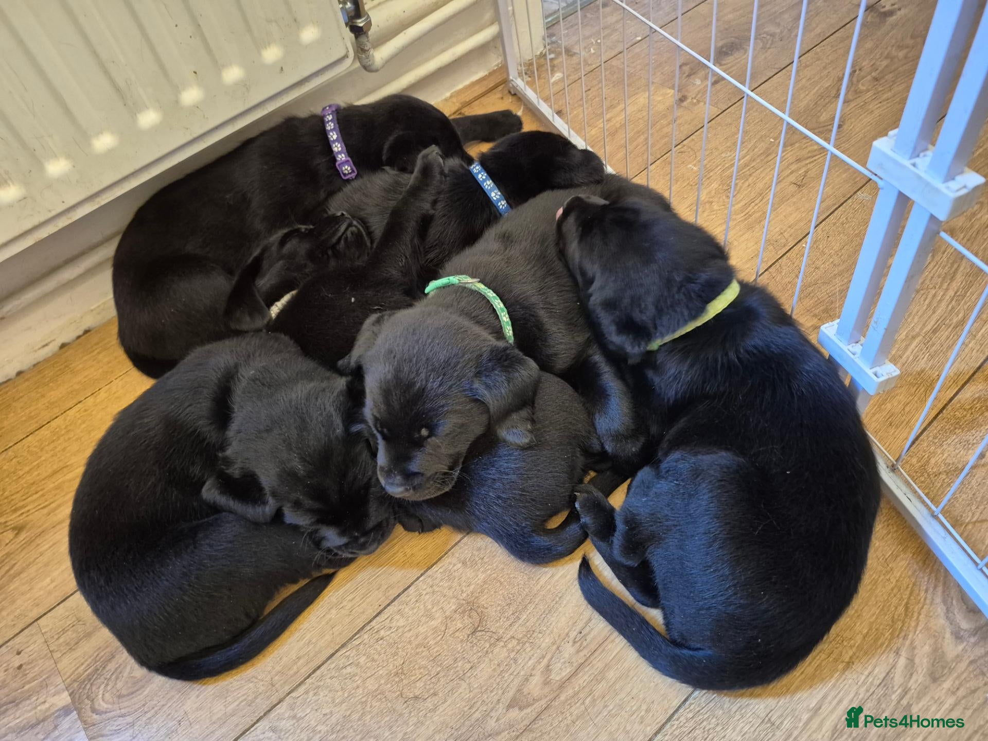 Labrador Retriever dogs Litter of 6 - Advert 1