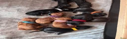 Cocker Spaniel dogs for sale: Working Cocker Spaniel Puppies - Advert 16