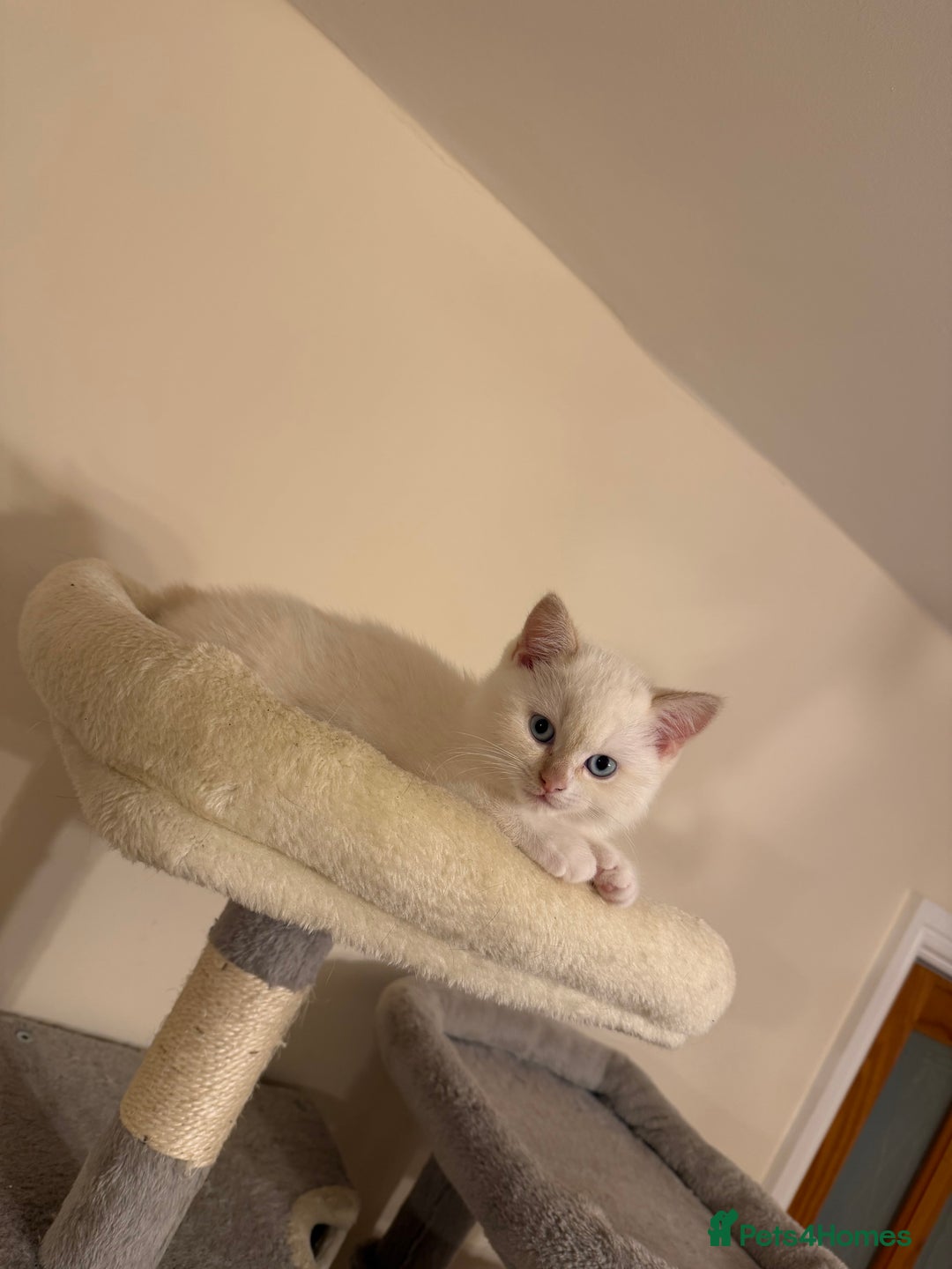 British Shorthair cats for sale: Female pure bred British short hair - Advert 1