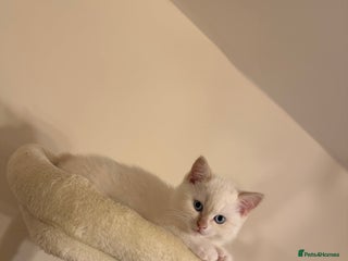 British Shorthair cats Female pure bred British short hair - Advert 1