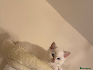 British Shorthair cats Female pure bred British short hair - Advert 7