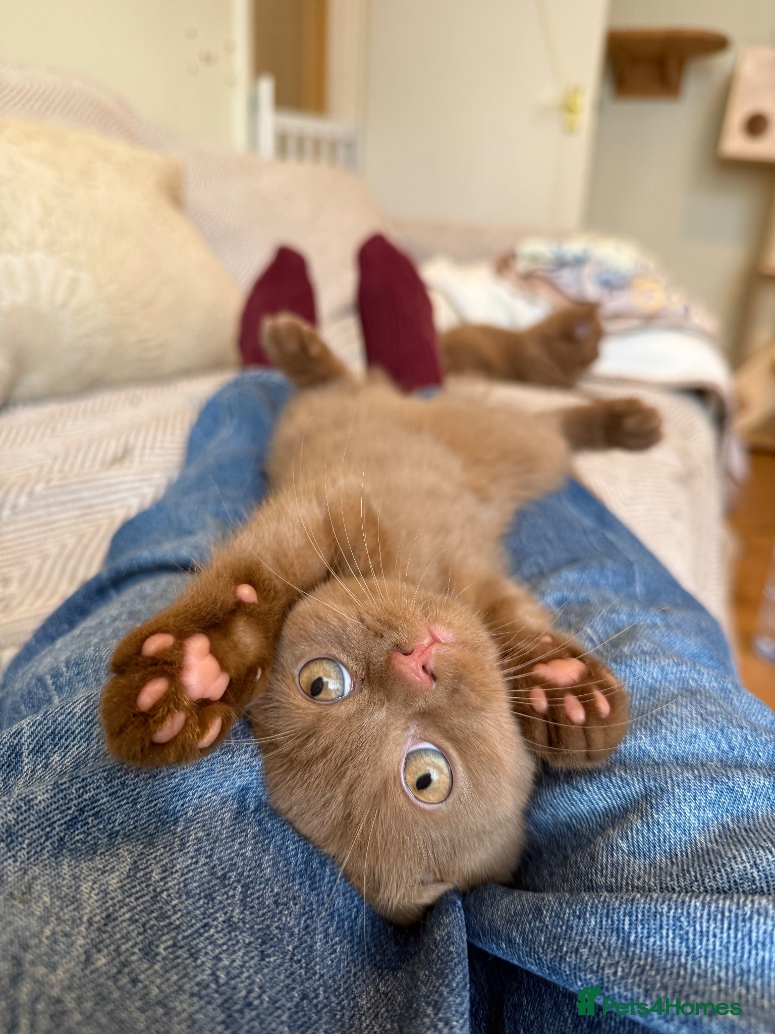 British Shorthair cats Last beautiful Cinnamon BSH Kitten left!! 🐾 - Advert 12