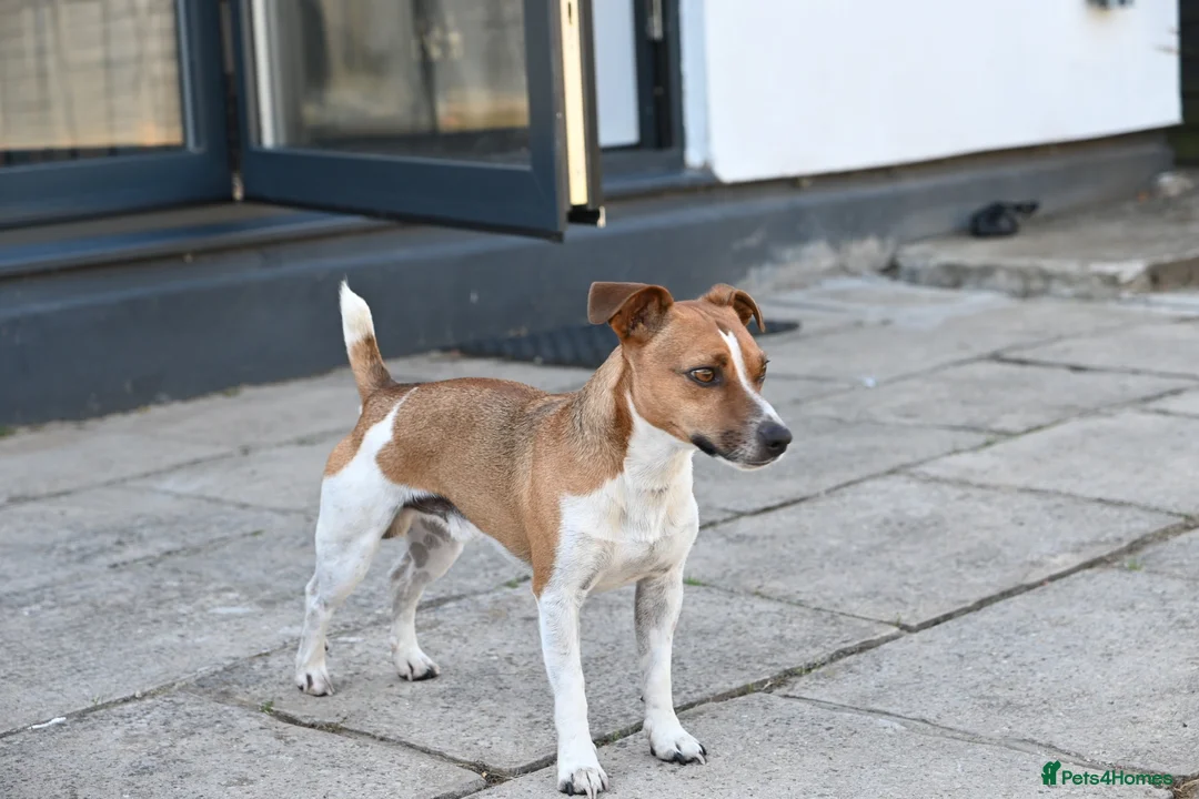 Jack Russell dogs for stud: Jack Russell stud available in Chester - Advert 2