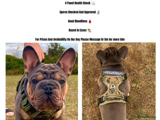 French Bulldog dogs - Advert 21