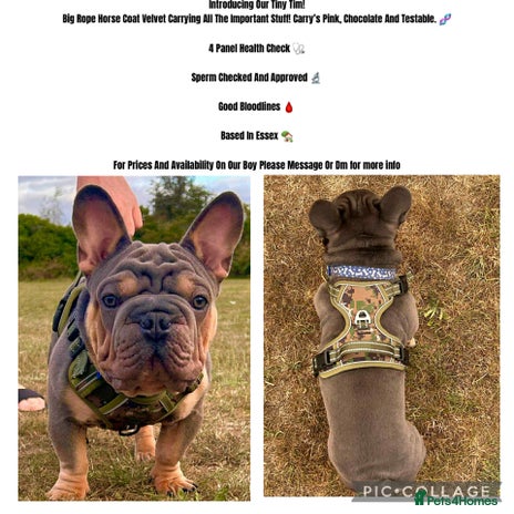 French Bulldog dogs - Advert 1