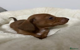 Miniature Dachshund dogs for sale: Multi coloured litter - Image 12