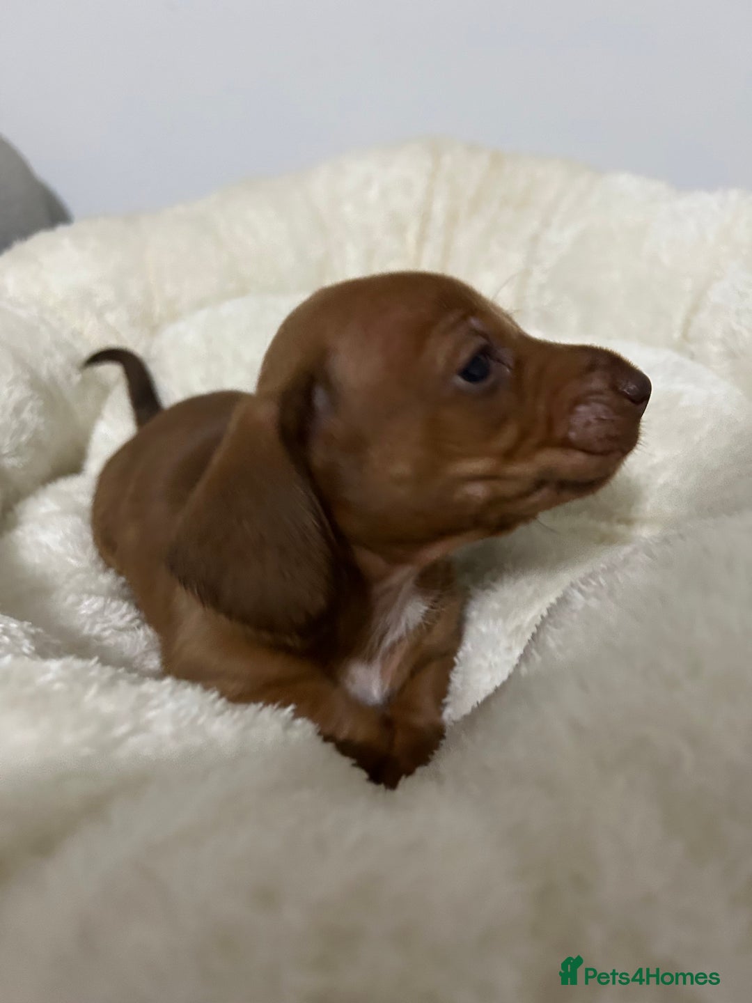 Miniature Dachshund dogs for sale: Multi coloured litter - Image 12