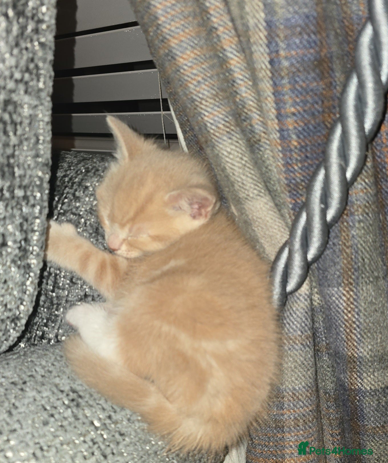 Mixed Breed cats Cream and white gorgeous kitten - Advert 2