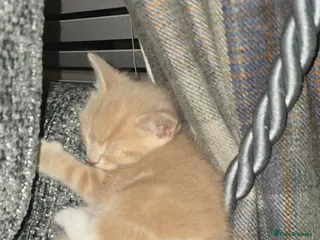 Mixed Breed cats Cream and white gorgeous kitten - Advert 1