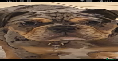 English Bulldog dogs - Advert 12