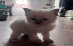 Ragdoll cats for sale: 7 stunning Ragdoll kittens for sale - Image 7
