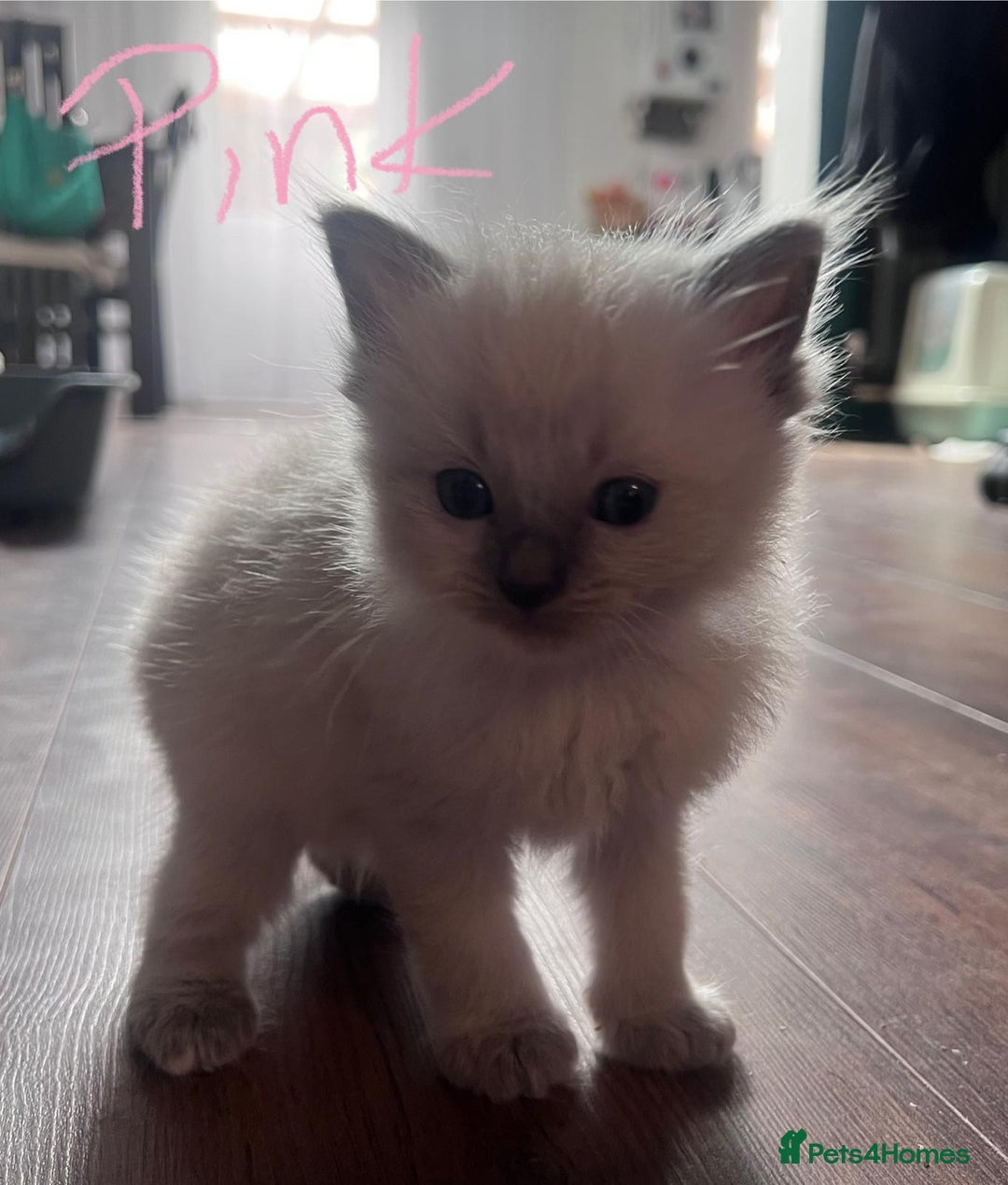 Ragdoll cats for sale: 7 stunning Ragdoll kittens for sale - Image 7