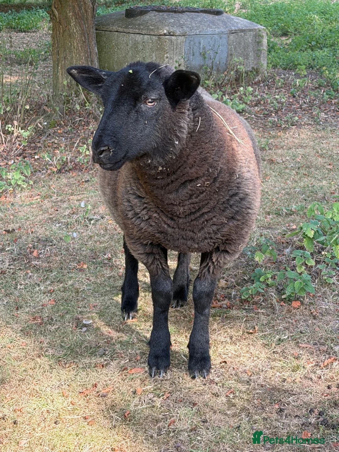 Sheep livestock for sale: Beautiful 2 Lamb ewe  - Advert 2