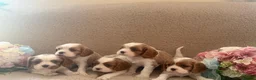 Cavalier King Charles Spaniel dogs for sale: Cavalier King Charles Spaniel KC registered  - Advert 2