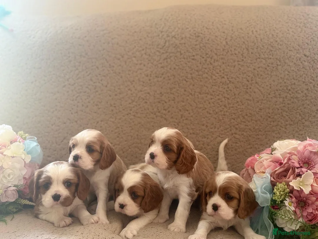 Cavalier King Charles Spaniel dogs for sale: Cavalier King Charles Spaniel KC registered  - Advert 2