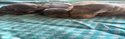 Miniature Dachshund dogs for sale: Mini dachshund  - Advert 6