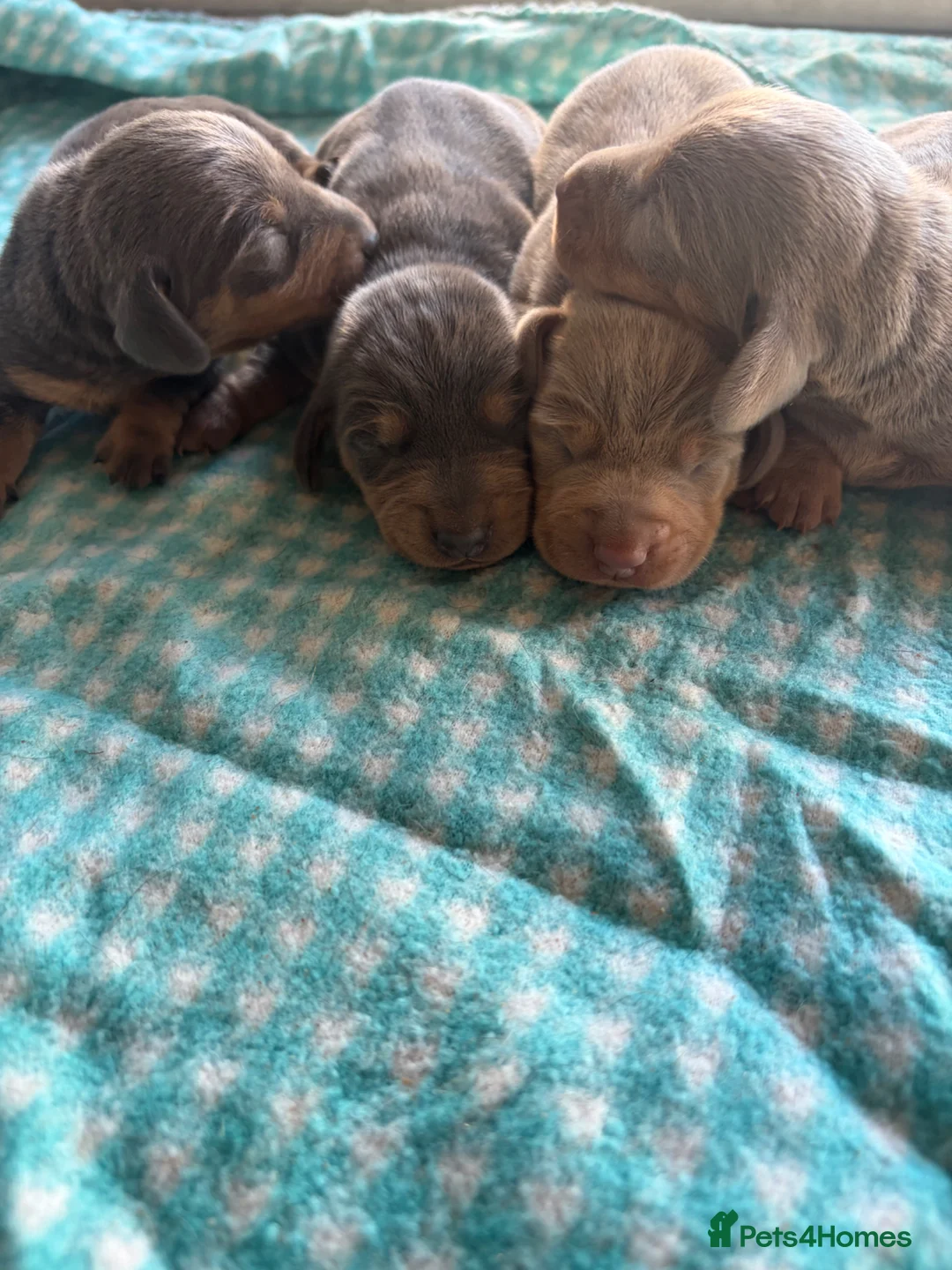 Miniature Dachshund dogs for sale: Mini dachshund  - Advert 6