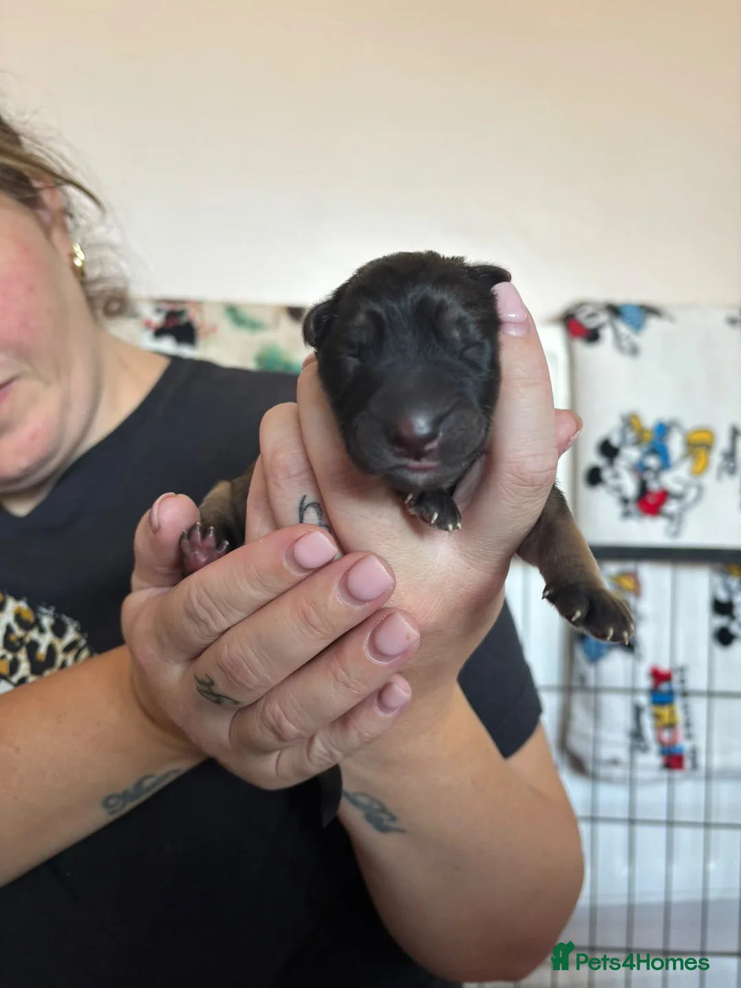 German Shepherd dogs for sale: German Shepherd Puppies  in Doncaster - Advert 2