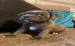 Staffordshire Bull Terrier dogs for sale: ready NOW BLUE Stafford puppies - Image 1