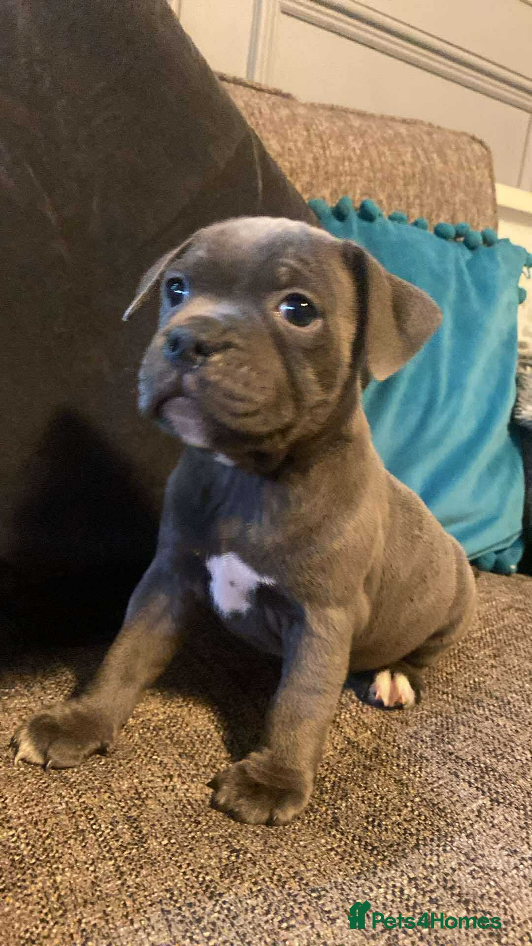 Staffordshire Bull Terrier dogs for sale: ready NOW BLUE Stafford puppies - Image 1