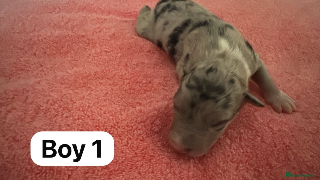 Border Collie dogs for sale: 10 border collies for sale  - Image 3