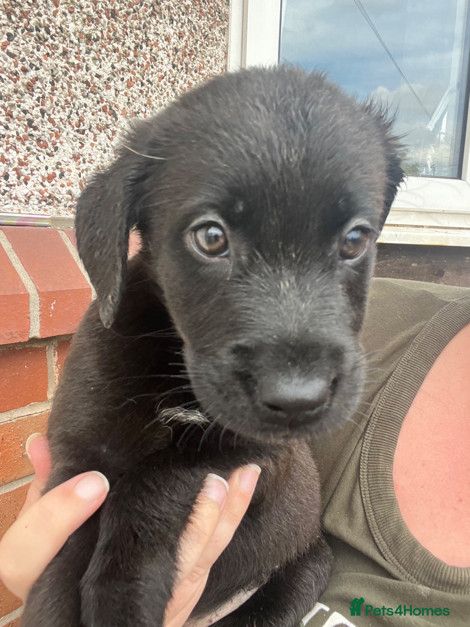 Mixed Breed dogs Canedoodle puppies £450open to sensible offers  - Advert 2