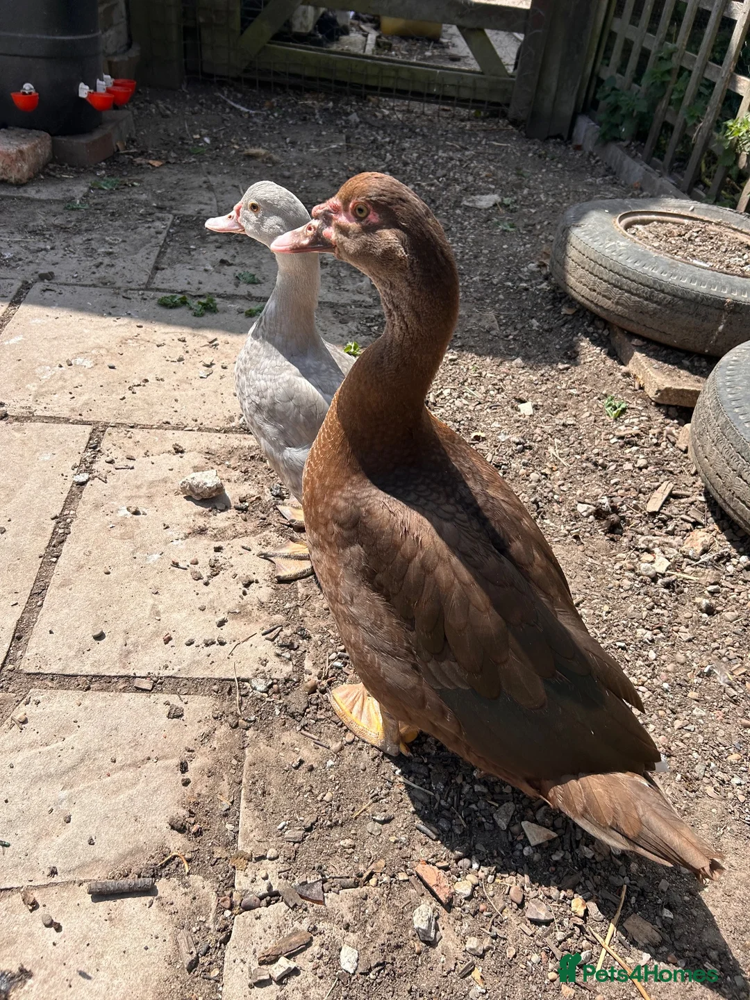 Ducks poultry for sale: Muscovy Pair in Ashbourne - Advert 2