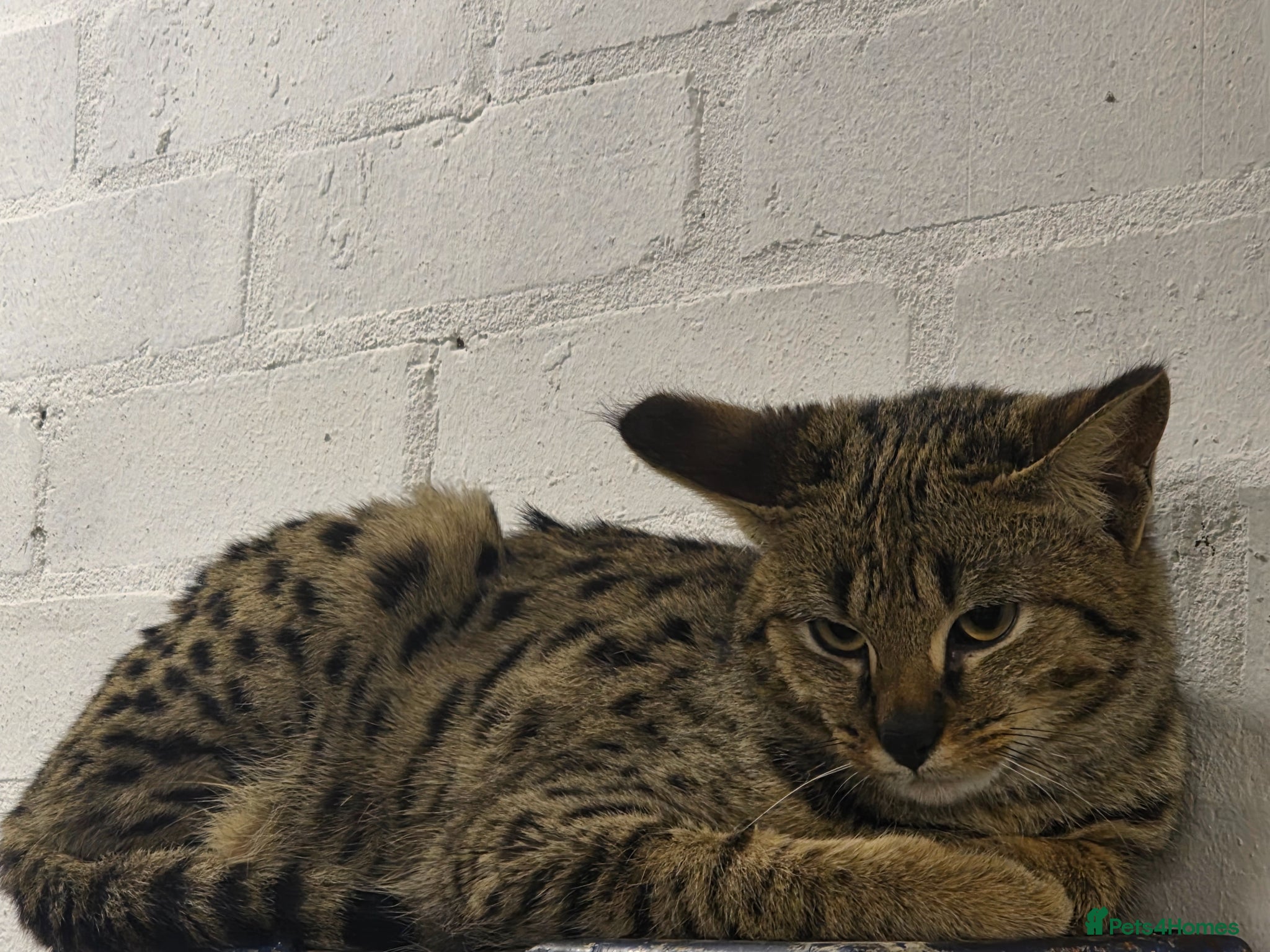 Savannah cats F2 SAVANNAH  - Advert 10