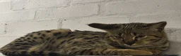 Savannah cats for sale: F2 SAVANNAH  - Advert 3