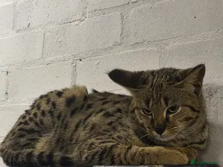 Savannah cats F2 SAVANNAH - Advert 10