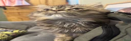 Persian cats for sale:  Gerald & Everest affectionate Kitten boys - Advert 6