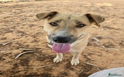 Mixed Breed dogs for sale: Magical Indie Street Dog Coming UK Seeks New Home - Image 1