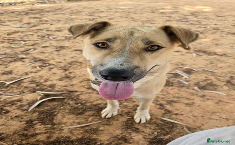 Mixed Breed dogs - Advert 2