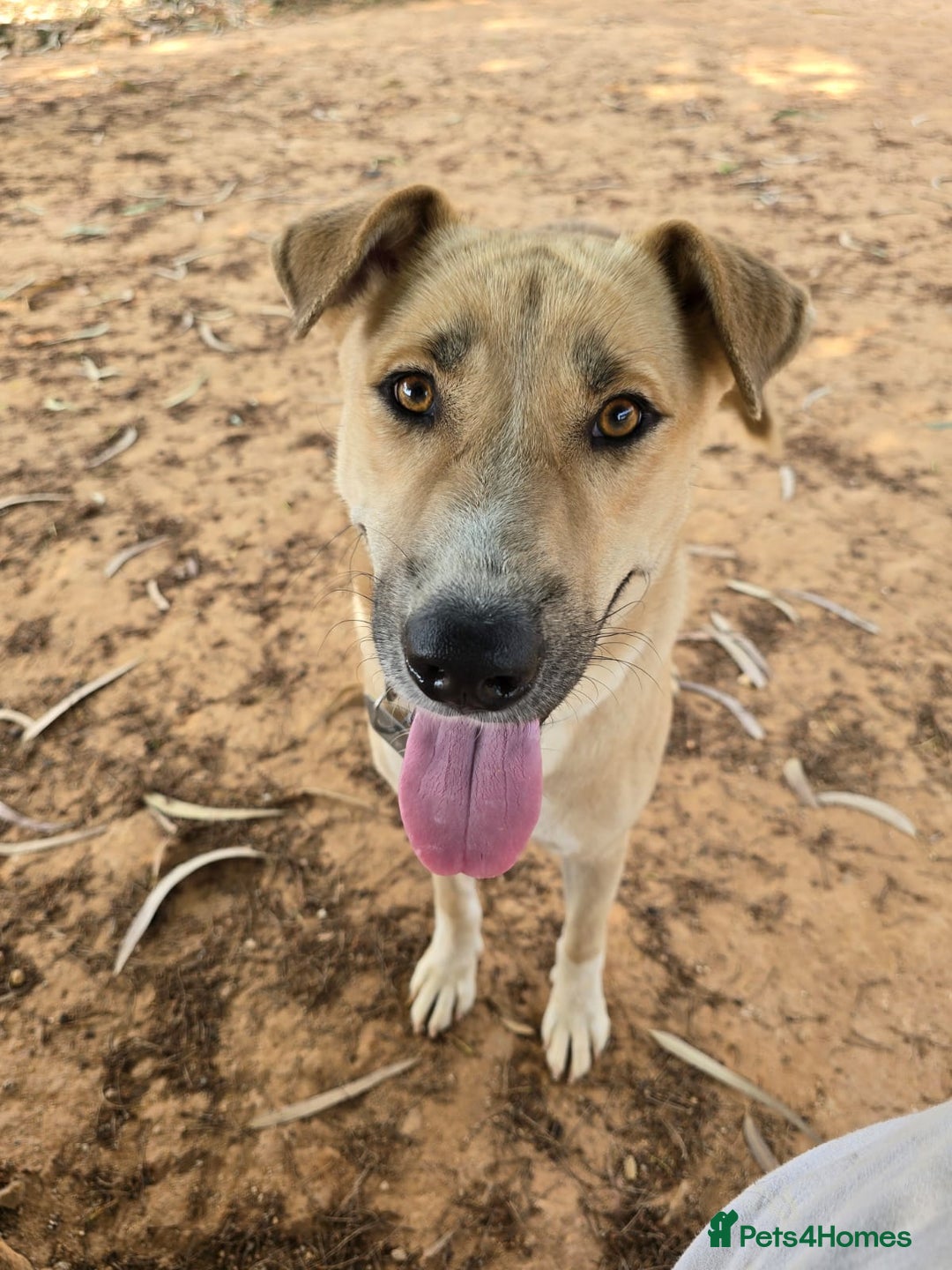 Mixed Breed dogs for sale: Magical Indie Street Dog Coming UK Seeks New Home - Image 1