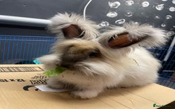 Angora rabbits for sale: French Imported Pedigree English Angoras - Image 26