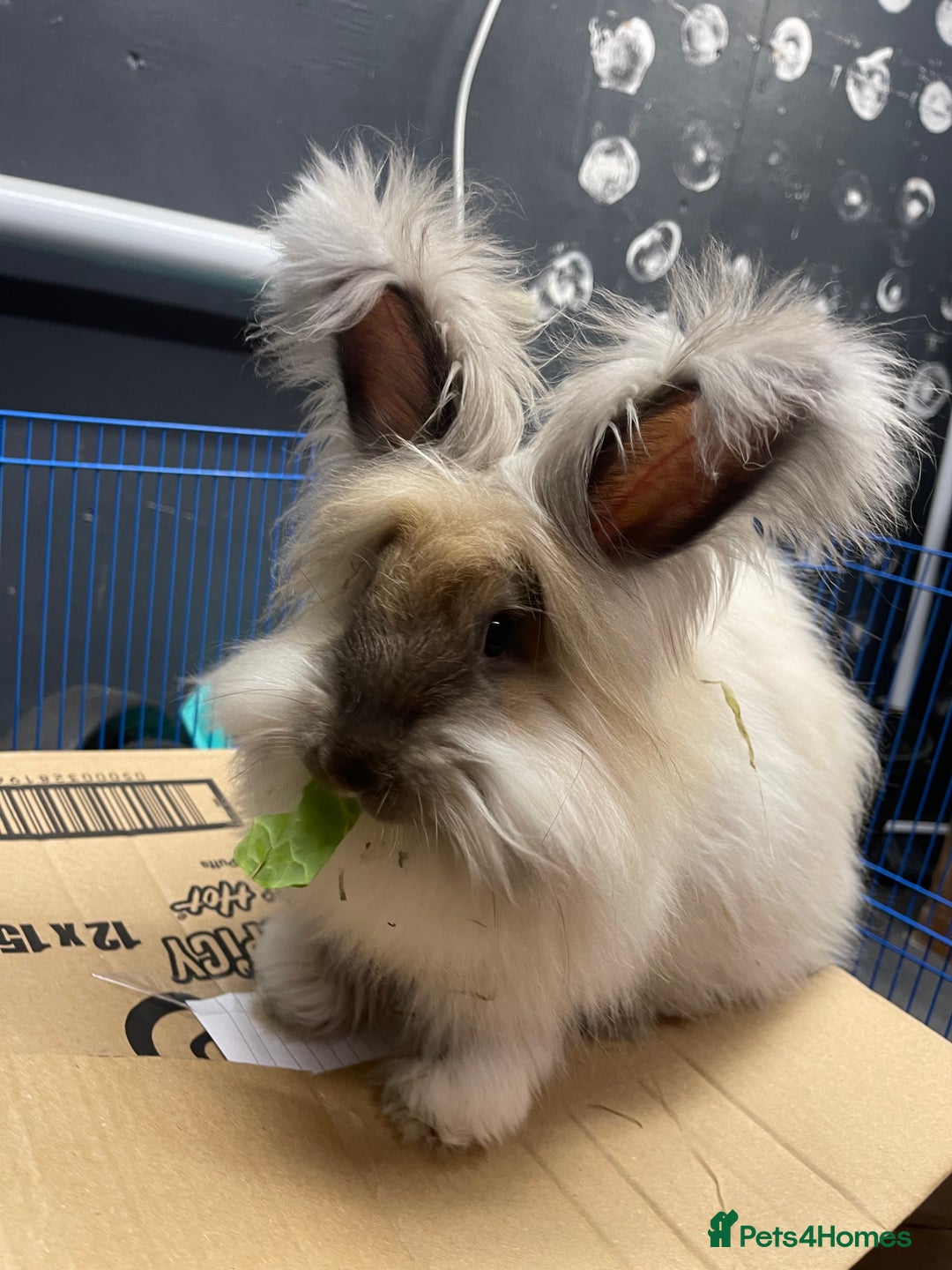 Angora rabbits for sale: French Imported Pedigree English Angoras - Image 26