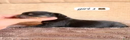 Mixed Breed dogs for sale: Dachshund X Pomeranian puppies  - Advert 8