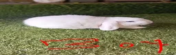 Mini Lop rabbits for sale: Mini lops  - Advert 6