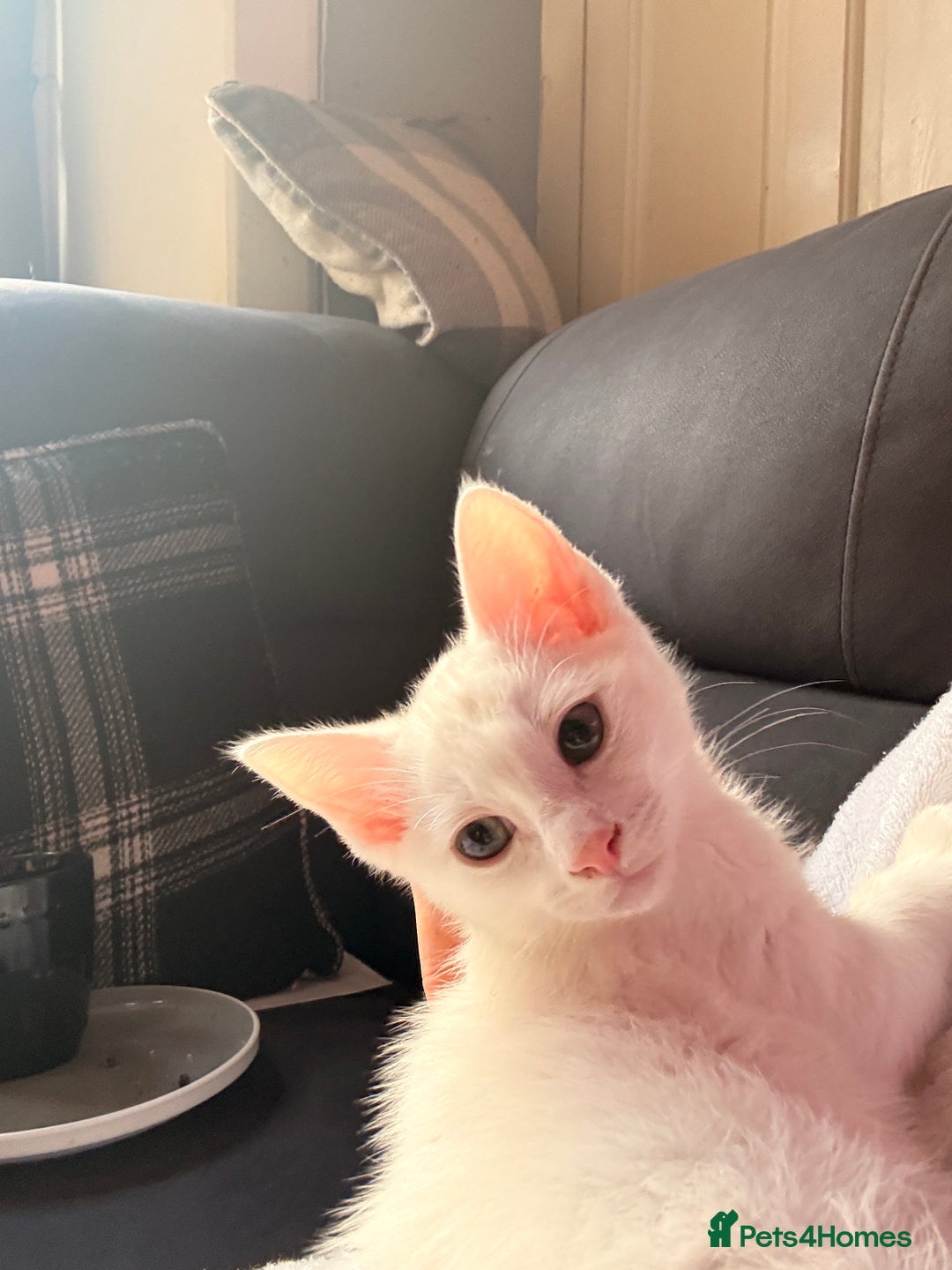 Siamese cats for sale: Siamese x Khao Manee & RagDoll Kittens - Advert 8