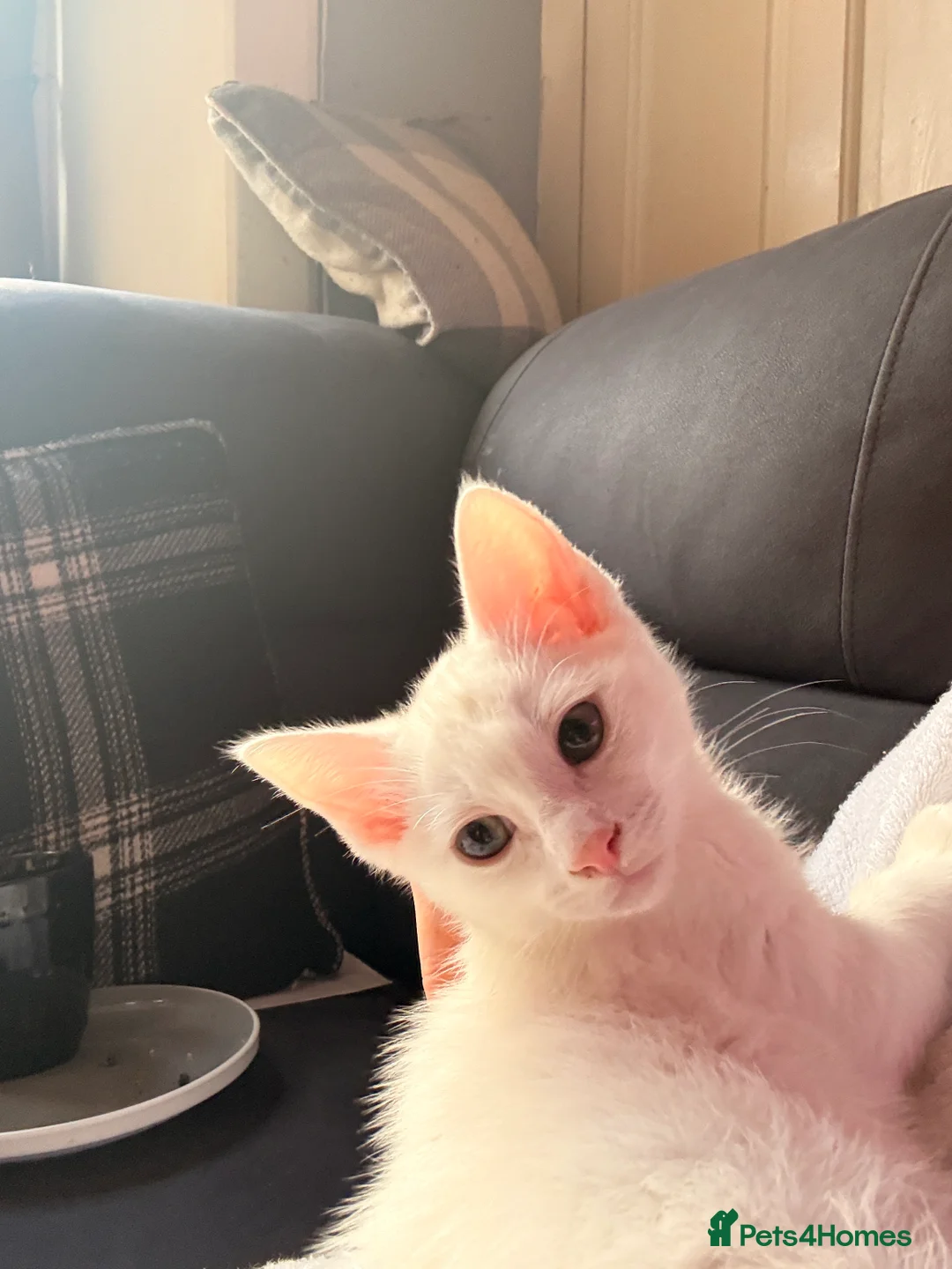 Siamese cats for sale: Affectionate Siamese Type Kittens Indoor Raised - Advert 10