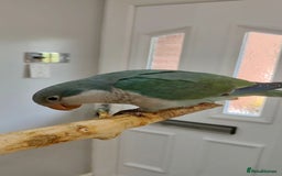 Parakeets birds for sale: Hand reared 12 week old Quaker Parrot - Image 2