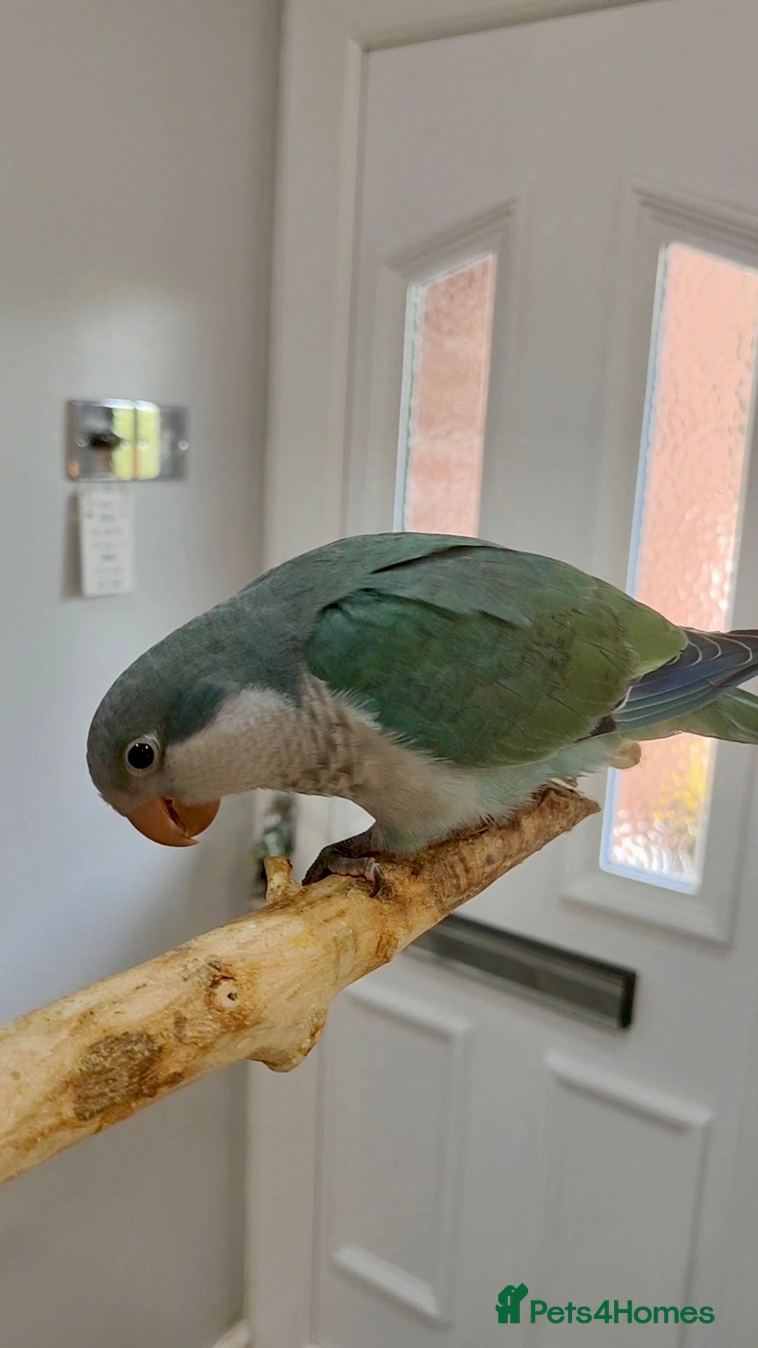 Parakeets birds for sale: Hand reared 12 week old Quaker Parrot - Image 2