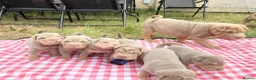 Shar Pei dogs for sale: KC REGISTERED RARE LILAC TAN SHAR-PEI - Advert 32
