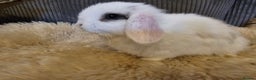Mini Lop rabbits for sale: Pure bred mini lops  - Advert 6