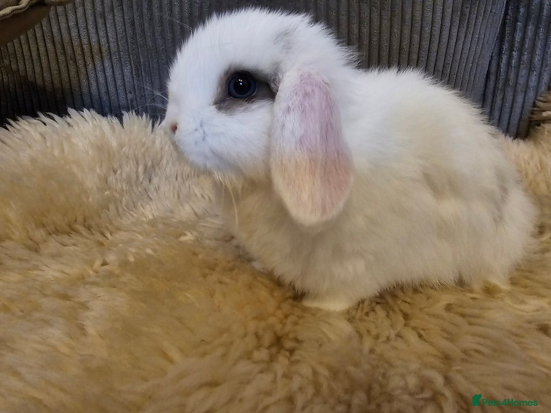 Mini Lop rabbits for sale: Pure bred mini lops  - Advert 6