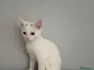 Mixed Breed cats Molly - Advert 2