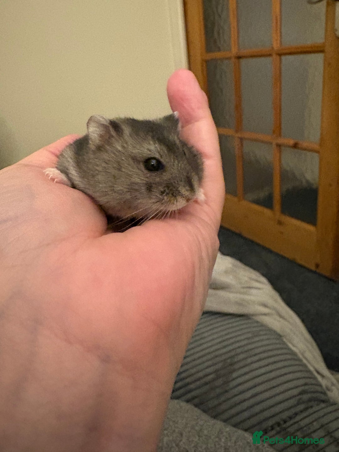 Hamster rodents for sale: Beautiful baby dwarf hamster  - Advert 4