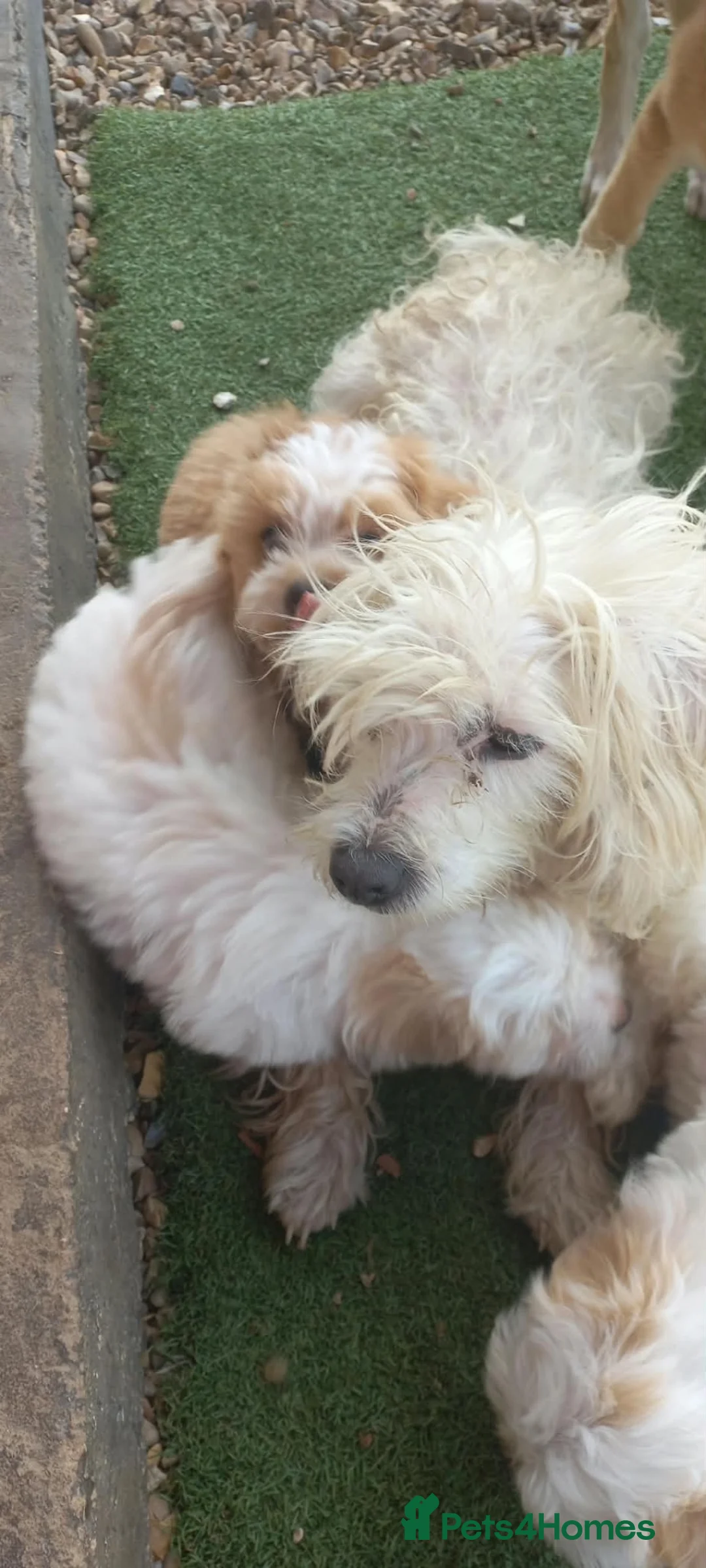 Maltipoo dogs for sale: Maltipoo puppies  - Advert 22